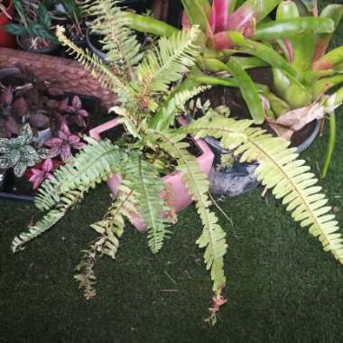 Polystichum Munitum