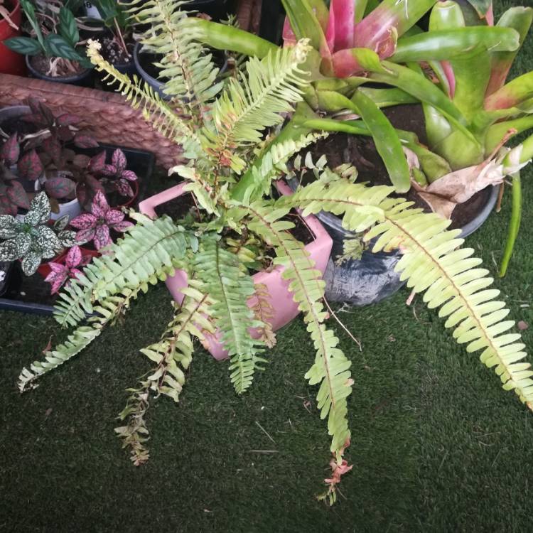 plant image 1200638