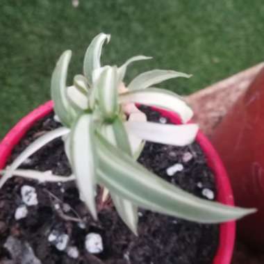 Chlorophytum comosum 'Bonnie'