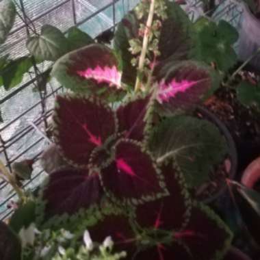 Solenostemon scutellarioides  syn. Plectranthus scutellarioides, Coleus scutellarioides, Coleus blumei