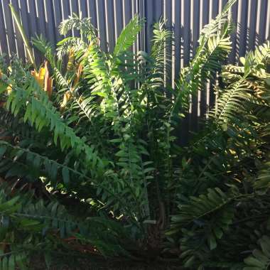 Cycas