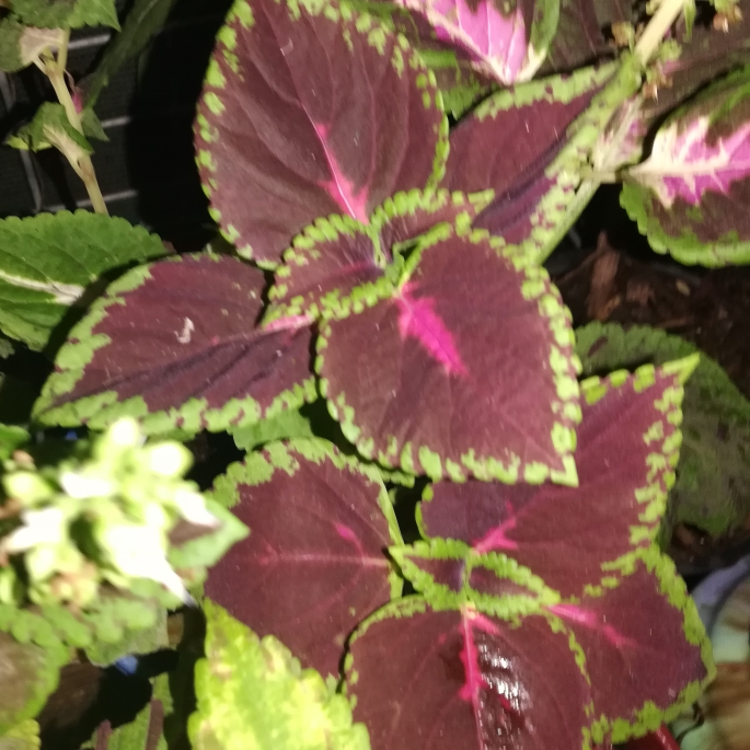 plant image 1204743 plant image 1204743