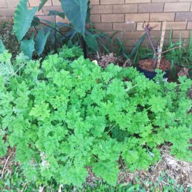 Geranium