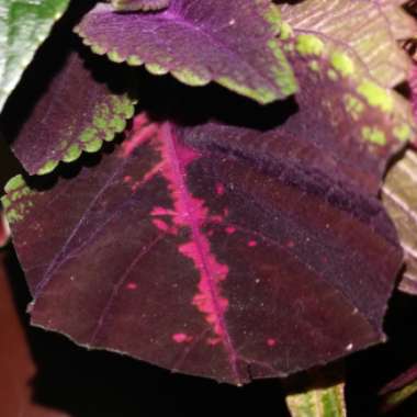Solenostemon scutellarioides  syn. Plectranthus scutellarioides, Coleus scutellarioides, Coleus blumei