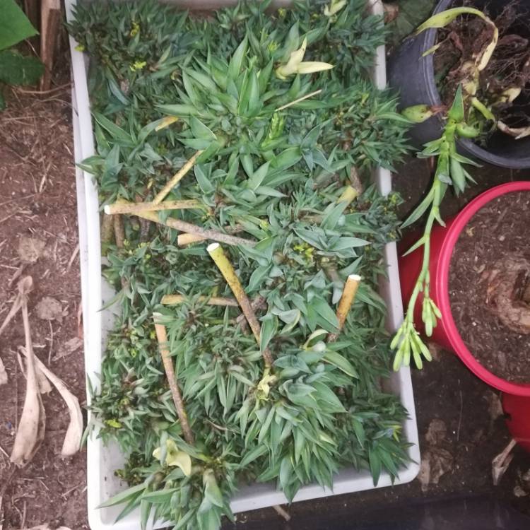 plant image 1205828