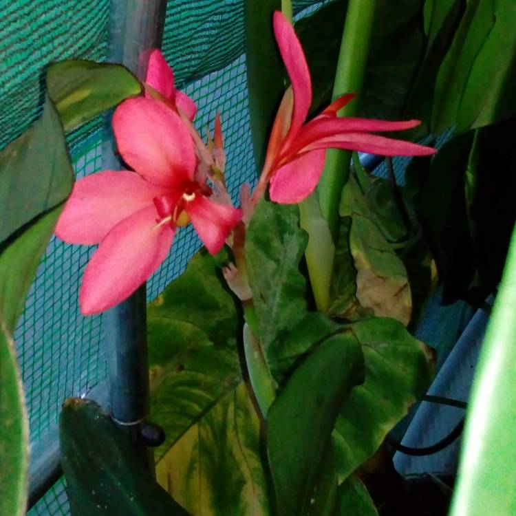 Plant image Canna 'Pink Magic'