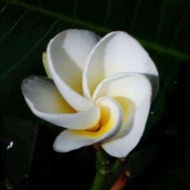 Plumeria rubra