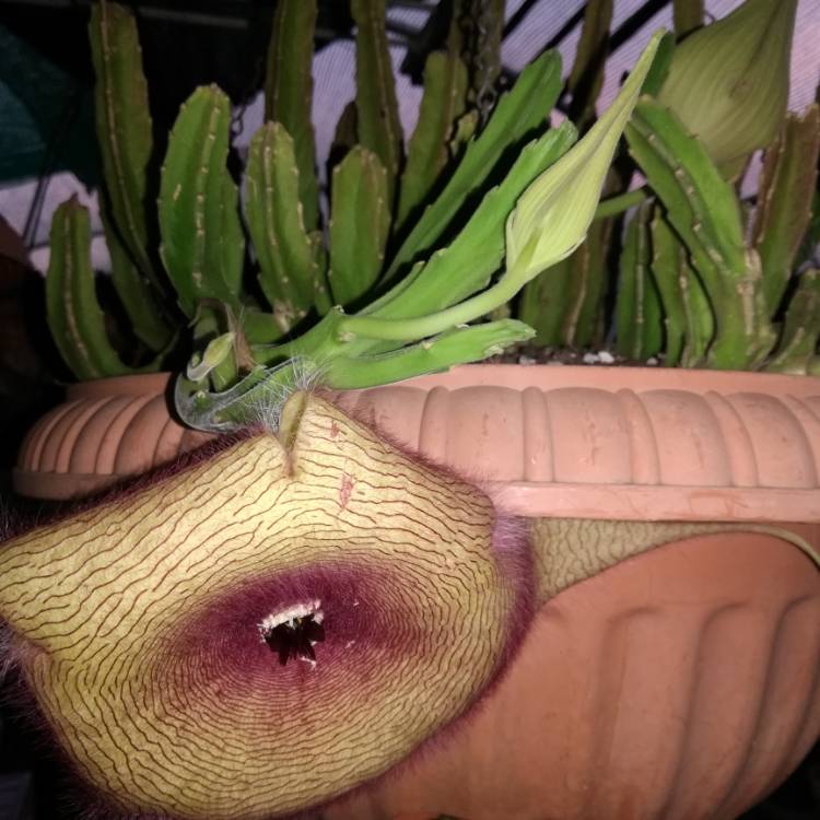 plant image 1214420