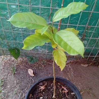 Plant image Passiflora