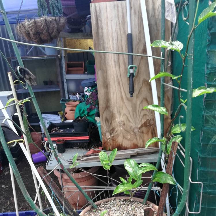 plant image 1413411