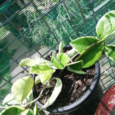 Wax Plant
