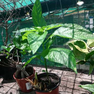 Capsicum Annuum 'Birds Eye'