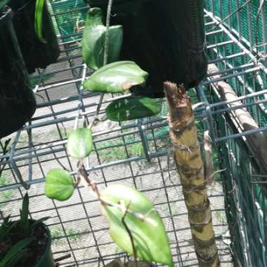 Wax Plant
