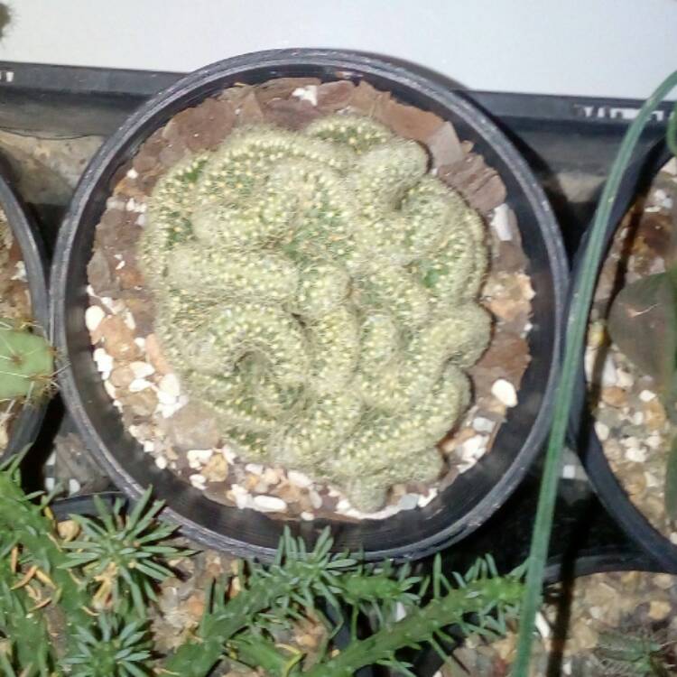plant image 387696