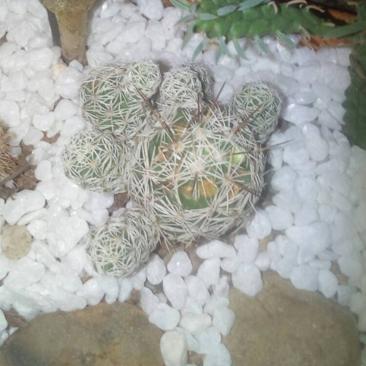 plant image 391738