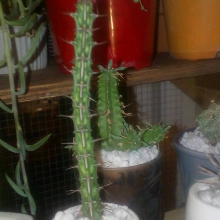 plant image 395880