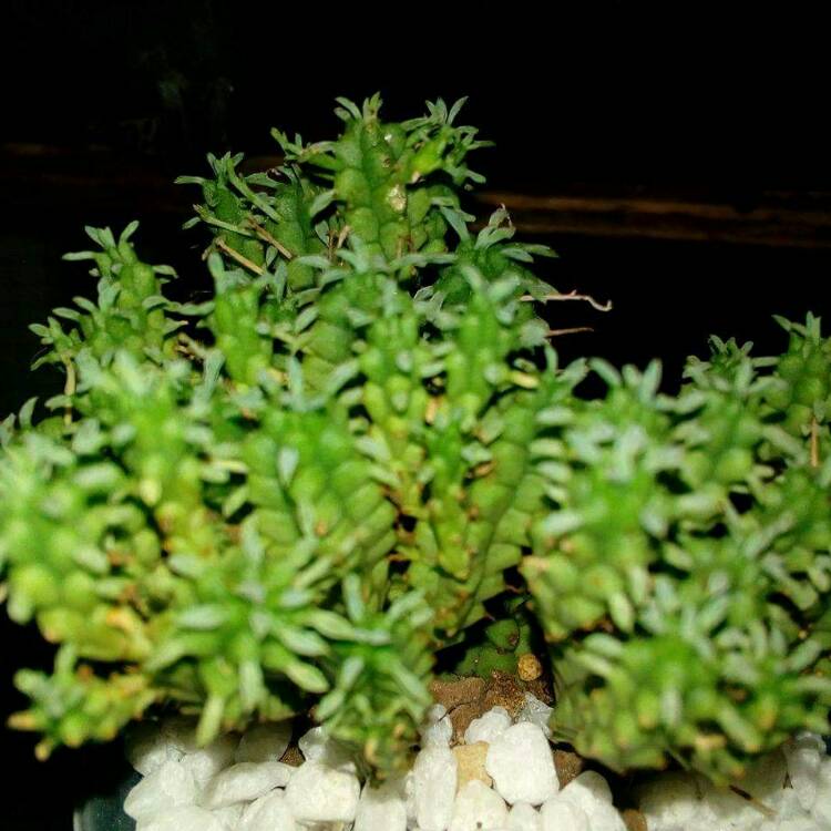 plant image 396232 plant image 396232