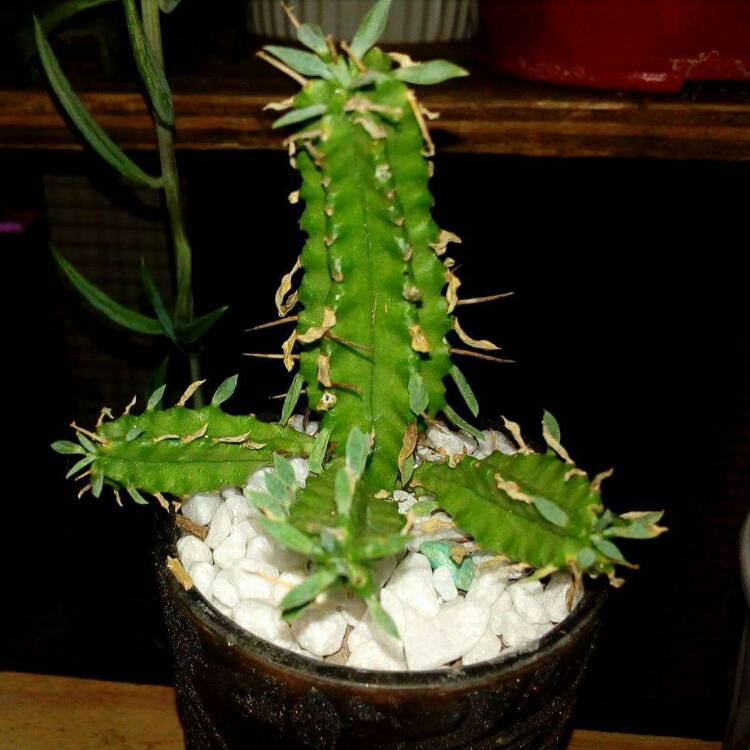 Plant image Euphorbia Handiensis syn. Euphorbia tribuloides
