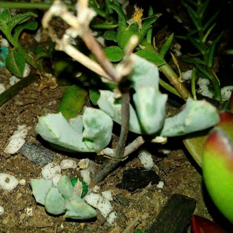Plant image Oscularia deltoides 'Schwantes'
