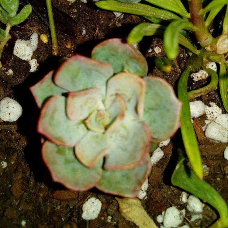plant image 418662