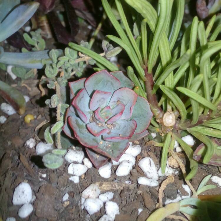 Plant image Echeveria Morning Light