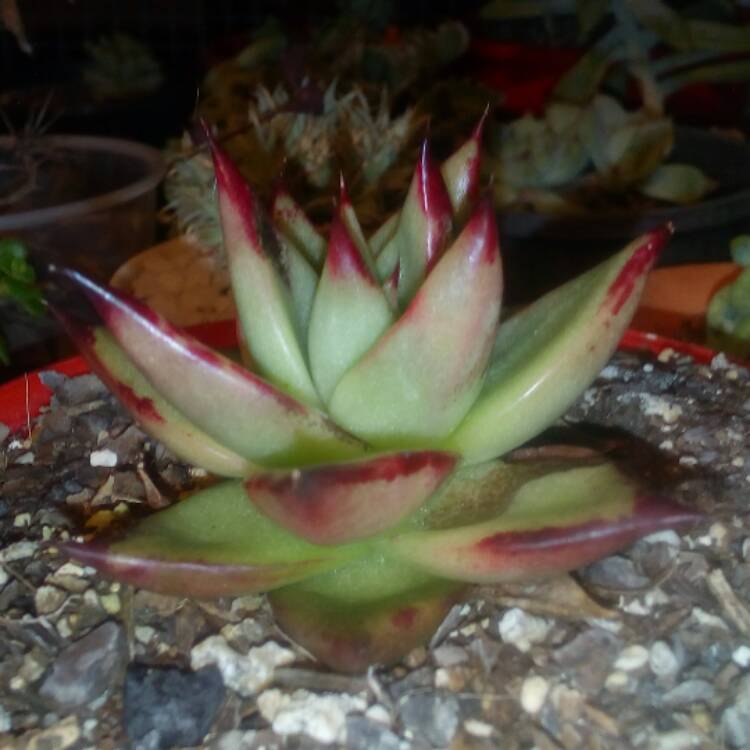 plant image 435045 plant image 435045