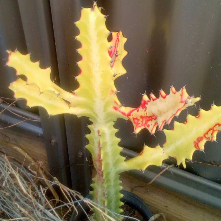 plant image 435759
