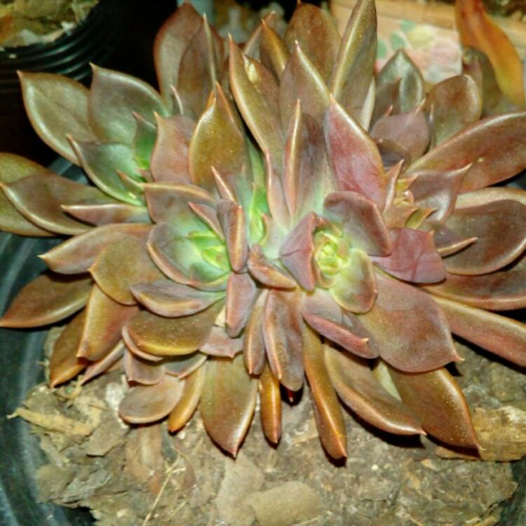 plant image 439479