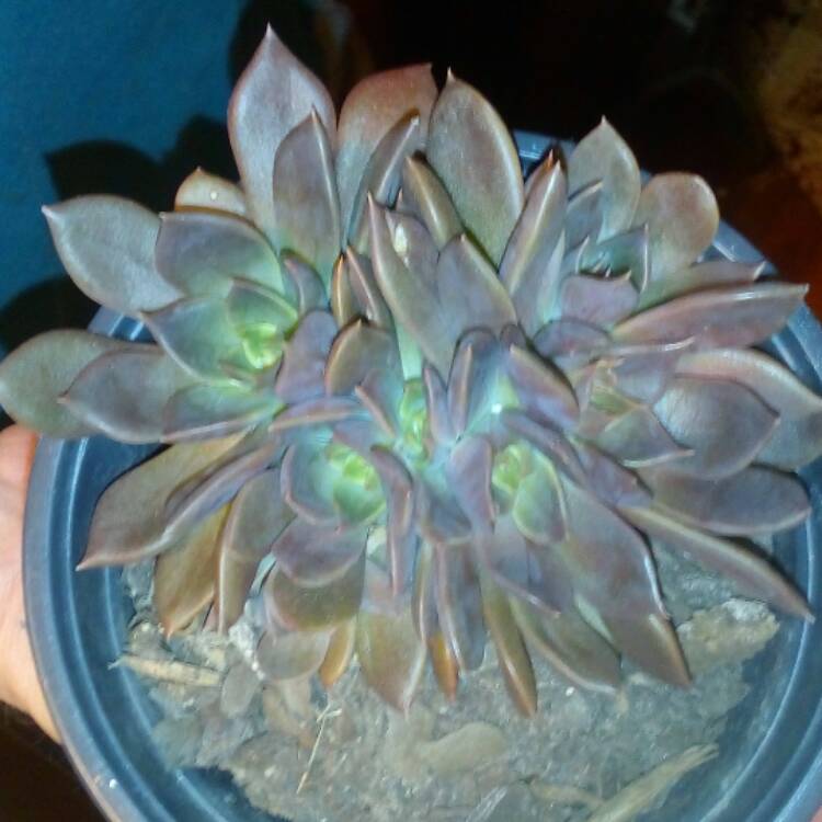 plant image 439490