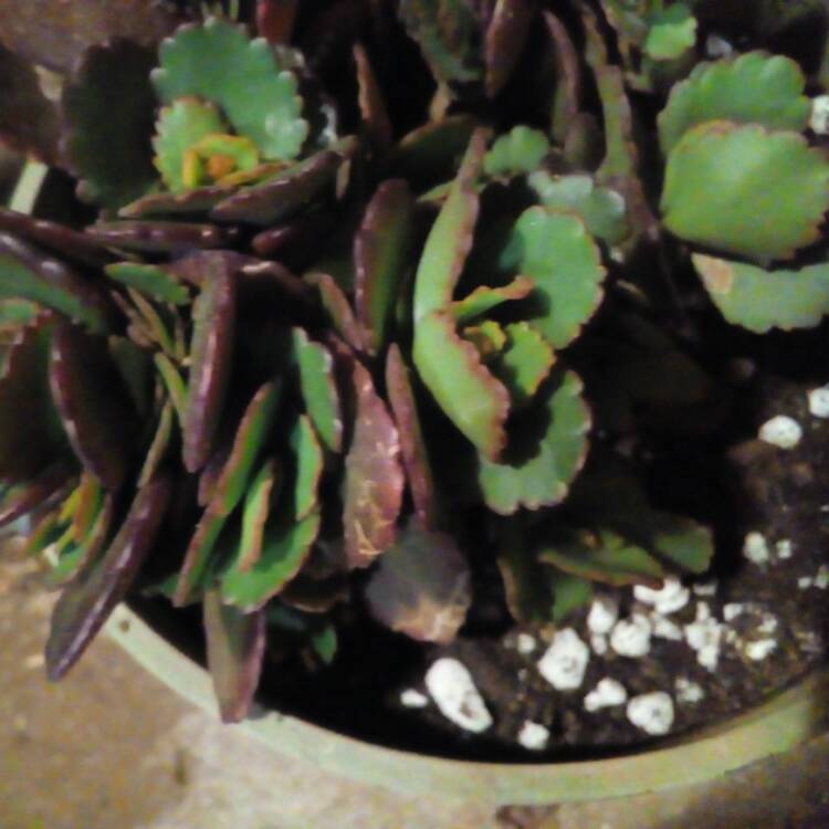 plant image 459926