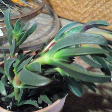 Carpobrotus