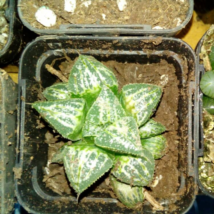 Plant image Haworthia emelyae 'Snow Scene'