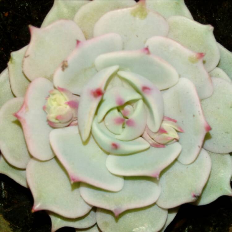 plant image 499399