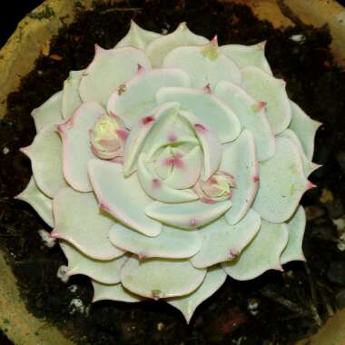 Echeveria Lola