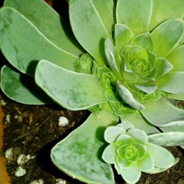 Aeonium Aureum