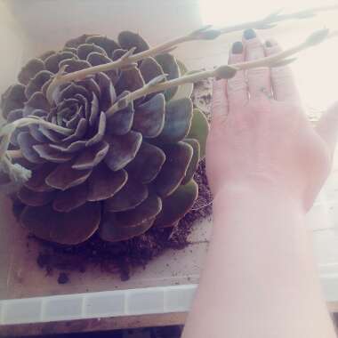 Echeveria Pollux
