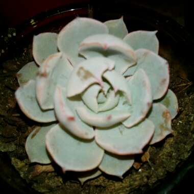 Echeveria Ben Badis