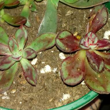 Echeveria Nodulosa