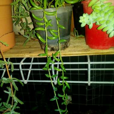 Senecio Radicans Glauca