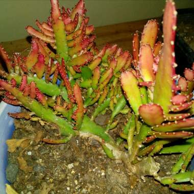 Epiphyllum little banda bit