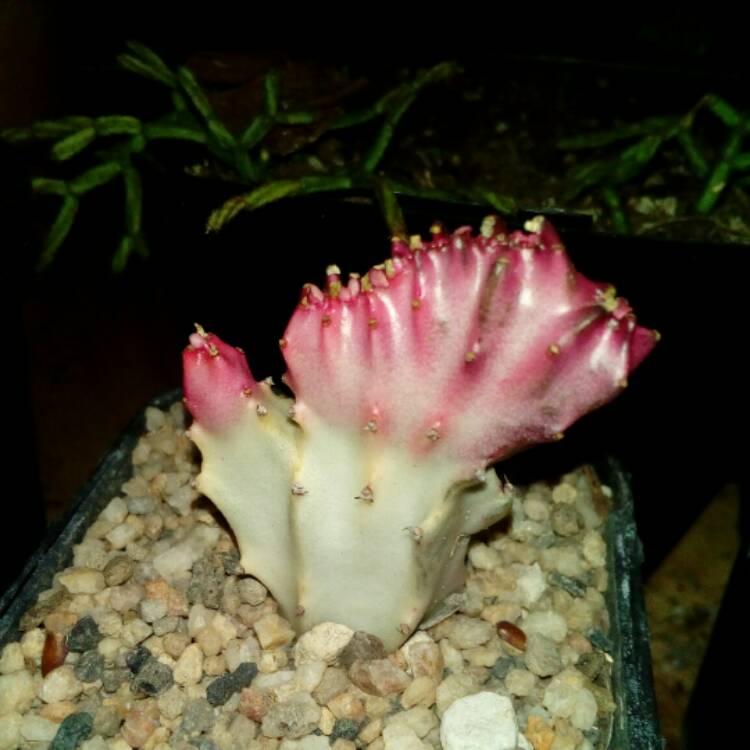 plant image 550042