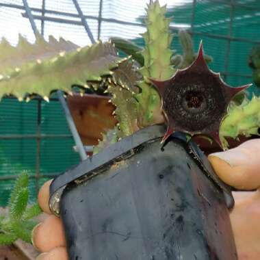Stapelia