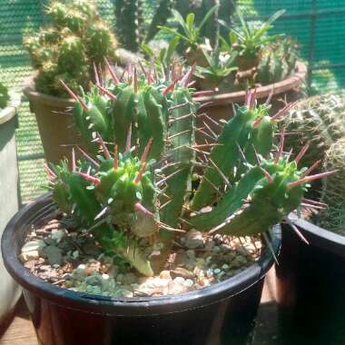 Euphorbia ferox