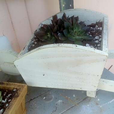 Echeveria Black Prince