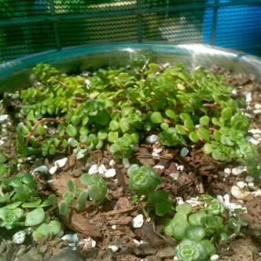 Sedum spurium 'Green Mound'