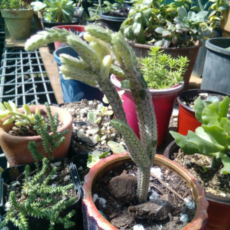 Plant image Crassula muscosa var. variegata