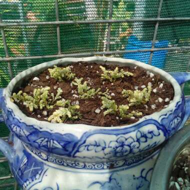 Sedum Acre