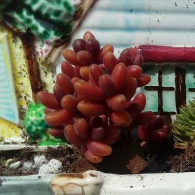 Sedum Stahlii