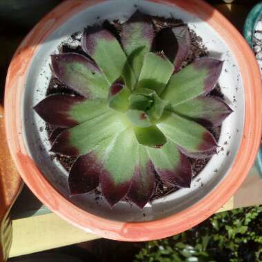 Sempervivum More Honey