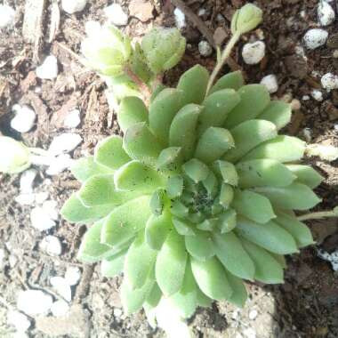 Sempervivum Pekinese
